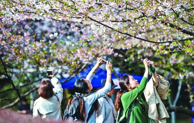 游客在武汉大学赏花游玩